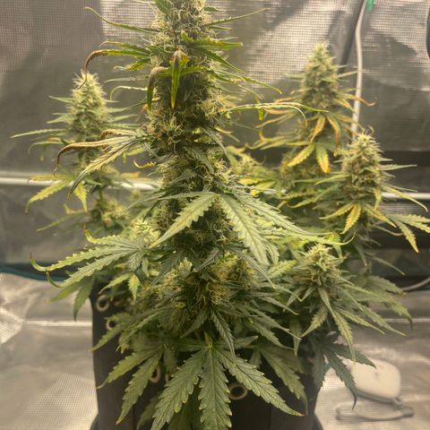 Super Lemon Haze Auto 1/20 growlog photo: Water and fish shit
