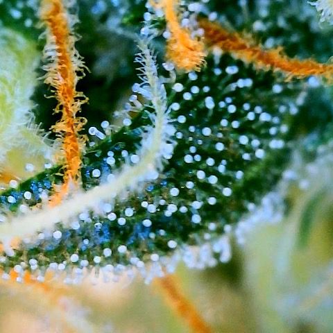 Super Lemon Haze Auto 1/20 growlog photo: Water and fish shit