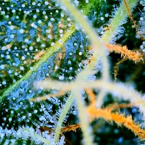 Super Lemon Haze Auto 1/20 growlog photo: Water and fish shit