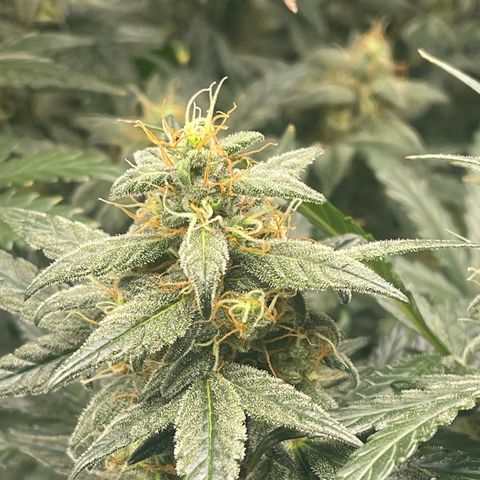 Super Lemon Haze Auto 1/20 growlog photo: Water and fish shit