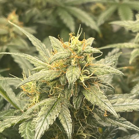 Super Lemon Haze Auto 1/20 growlog photo: Water and fish shit
