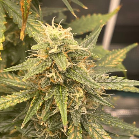 Super Lemon Haze Auto 1/20 growlog photo: Water and fish shit