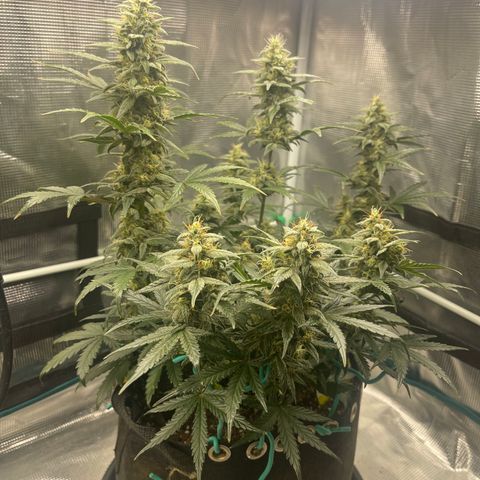Super Lemon Haze Auto 1/20 growlog photo: Water and fish shit