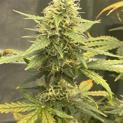 Super Lemon Haze Auto 1/20 growlog photo: Water and fish shit