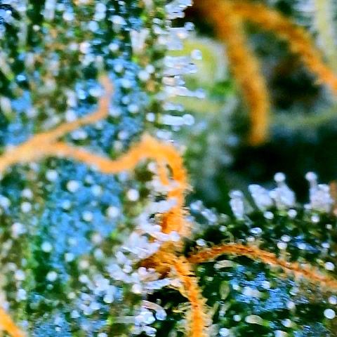 Super Lemon Haze Auto 1/20 growlog timeline photo