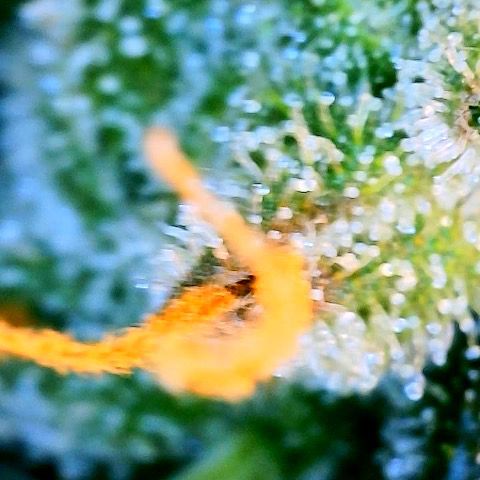Super Lemon Haze Auto 1/20 growlog timeline photo