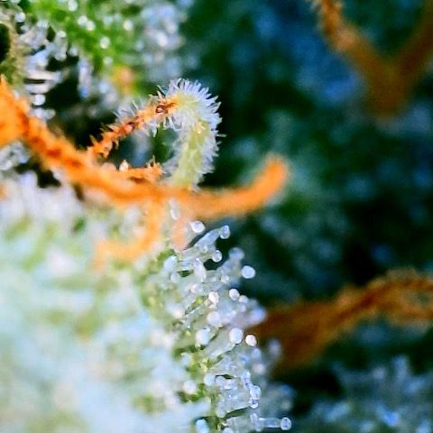 Super Lemon Haze Auto 1/20 growlog timeline photo