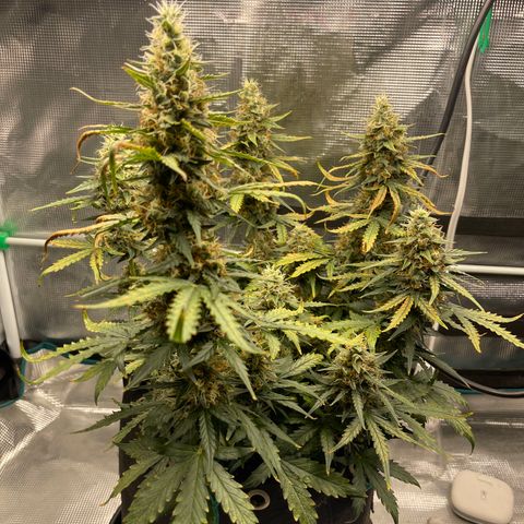 Super Lemon Haze Auto 1/20 growlog timeline photo