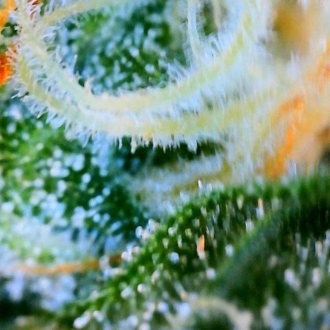 Super Lemon Haze Auto 1/20 growlog timeline photo