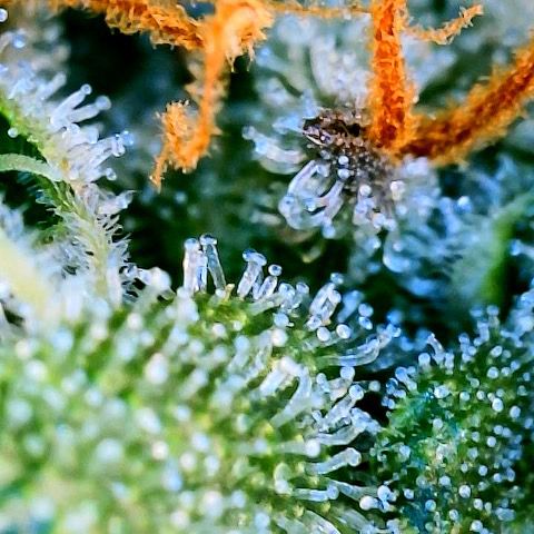 Super Lemon Haze Auto 1/20 growlog timeline photo