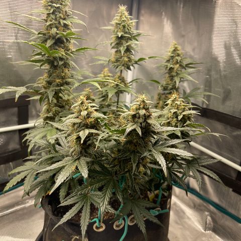 Super Lemon Haze Auto 1/20 growlog timeline photo