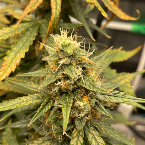 Super Lemon Haze Auto 1/20 growlog timeline photo