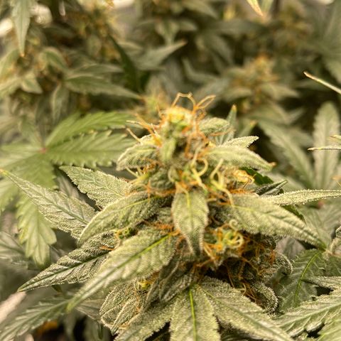 Super Lemon Haze Auto 1/20 growlog timeline photo