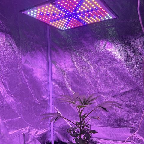 Mary Jane  growlog timeline photo