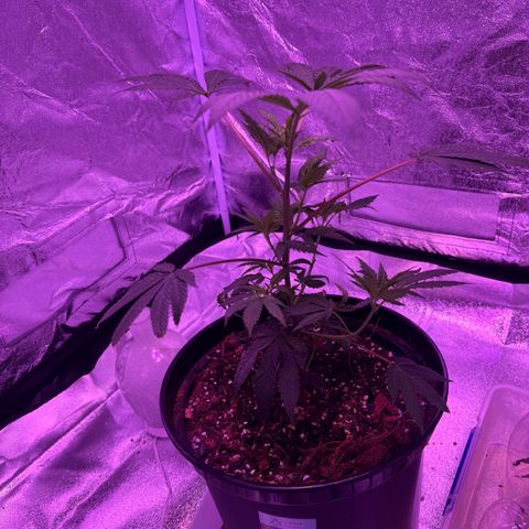 Mary Jane  growlog timeline photo