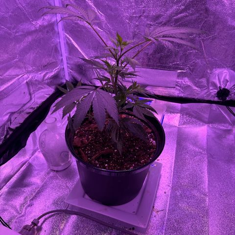Mary Jane  growlog timeline photo