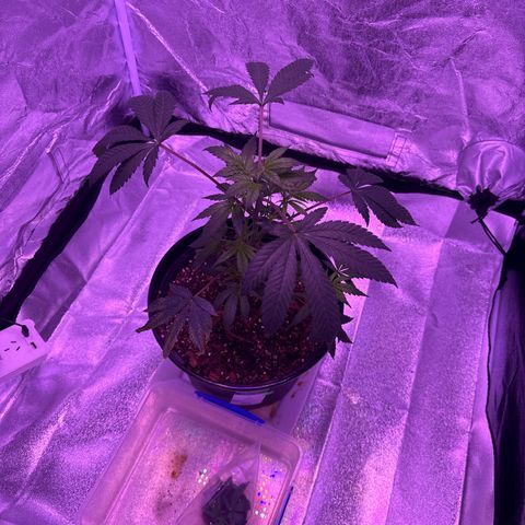 Mary Jane  growlog timeline photo