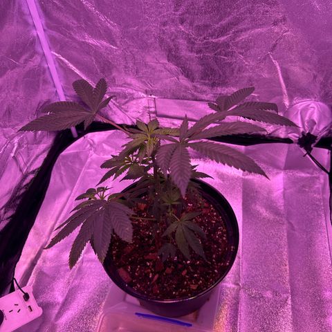 Mary Jane  growlog photo: Starting to take a Birds Eye few from here till finish 