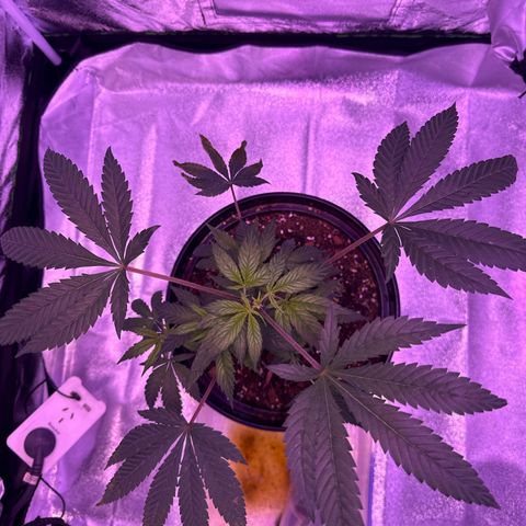 Mary Jane  growlog photo: Starting to take a Birds Eye few from here till finish 