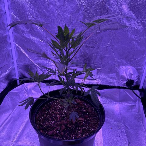 Mary Jane  growlog timeline photo