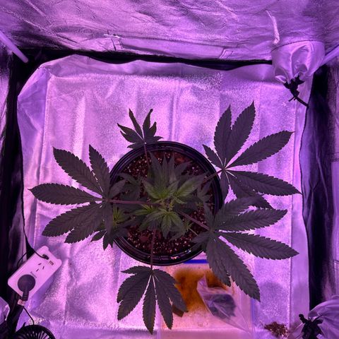 Mary Jane  growlog timeline photo