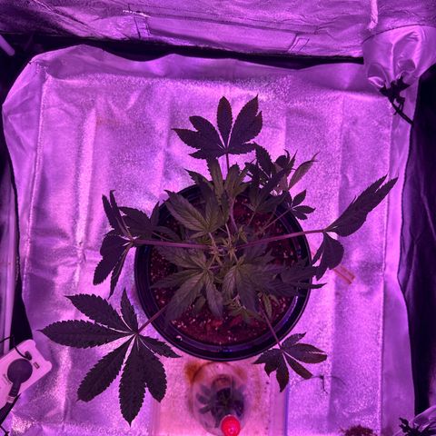 Mary Jane  growlog timeline photo