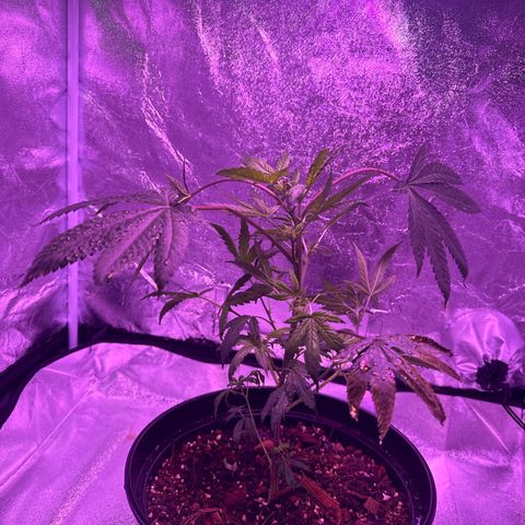 Mary Jane  growlog timeline photo