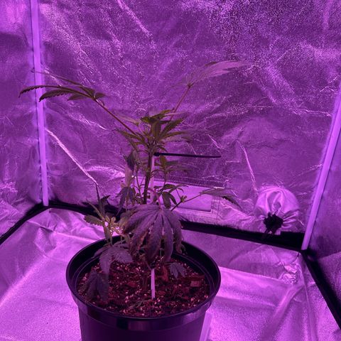 Mary Jane  growlog timeline photo