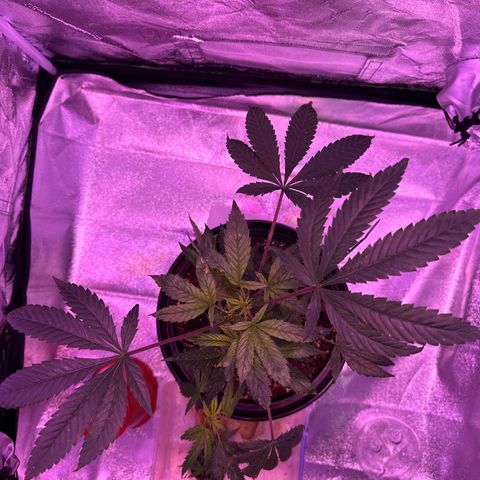 Mary Jane  growlog timeline photo