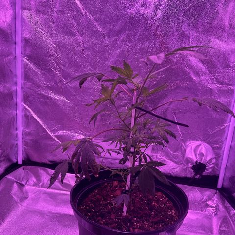 Mary Jane  growlog timeline photo
