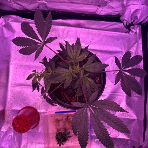 Mary Jane  growlog timeline photo