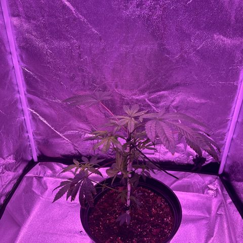Mary Jane  growlog timeline photo