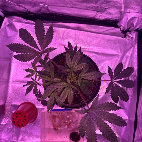 Mary Jane  growlog timeline photo