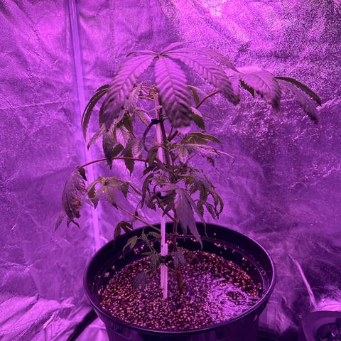 Mary Jane  growlog timeline photo