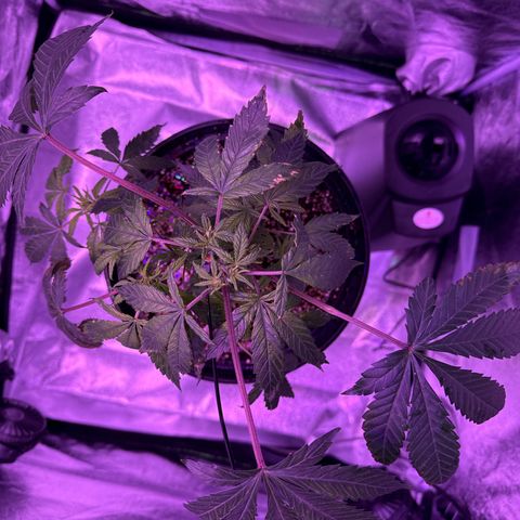 Mary Jane  growlog timeline photo