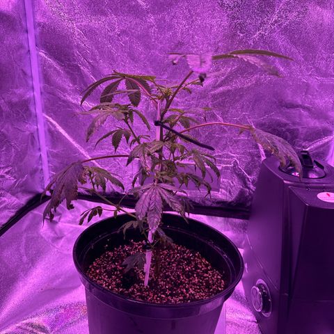 Mary Jane  growlog timeline photo
