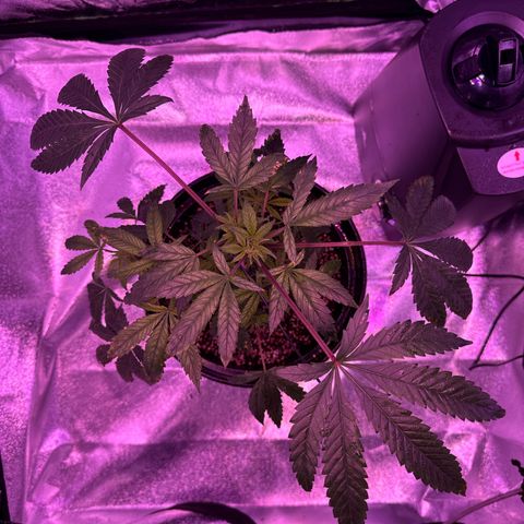 Mary Jane  growlog timeline photo
