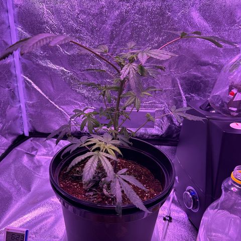 Mary Jane  growlog timeline photo