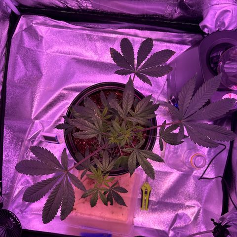 Mary Jane  growlog timeline photo