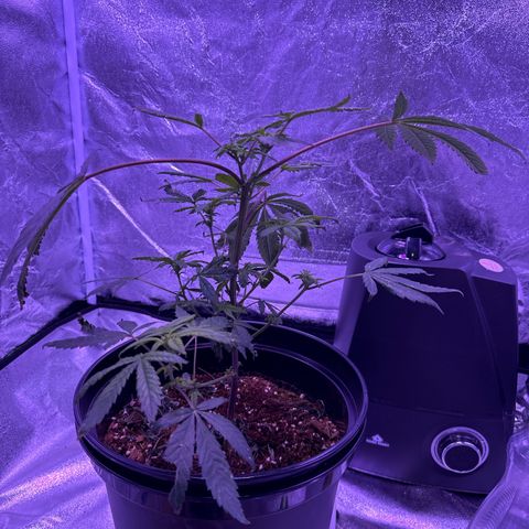 Mary Jane  growlog timeline photo