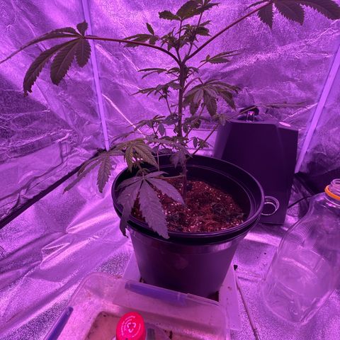 Mary Jane  growlog timeline photo