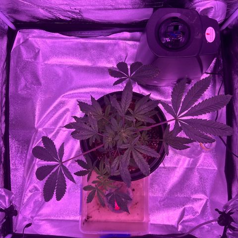 Mary Jane  growlog timeline photo