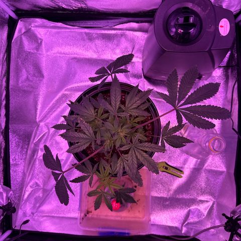 Mary Jane  growlog timeline photo