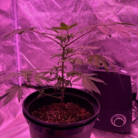 Mary Jane  growlog timeline photo