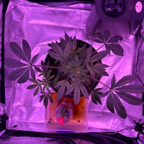 Mary Jane  growlog timeline photo