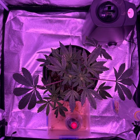 Mary Jane  growlog timeline photo