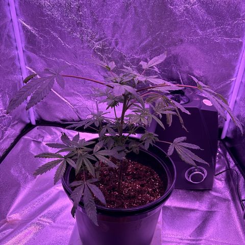 Mary Jane  growlog timeline photo