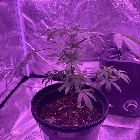 Mary Jane  growlog timeline photo