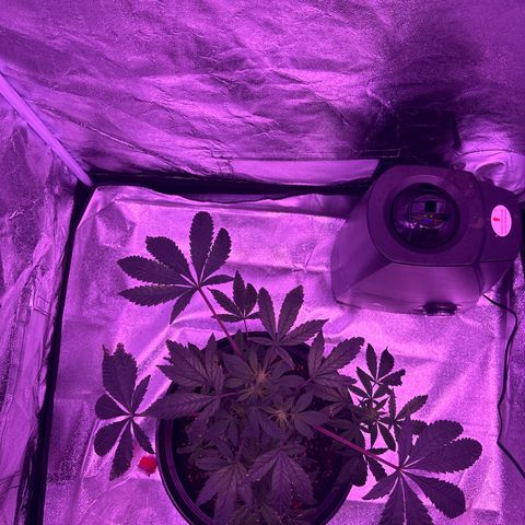 Mary Jane  growlog timeline photo