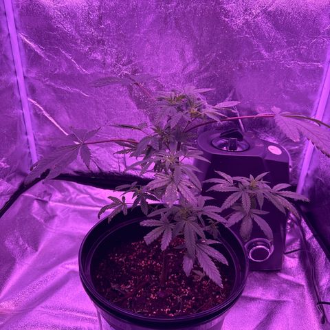 Mary Jane  growlog timeline photo
